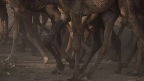 Pushkar Camel Fair Stock Footage