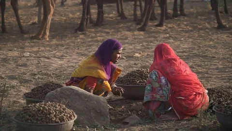 Pushkar Camel Fair Stock Footage