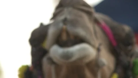 Pushkar Camel Fair Stock Footage 91573910
