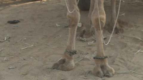 Pushkar Camel Fair Stock Footage 91573914