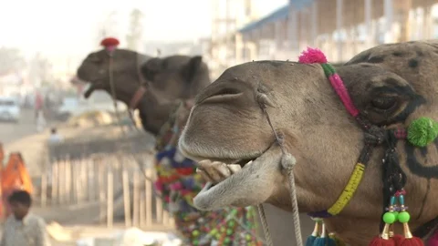 Pushkar Camel Fair Stock Footage 91574030
