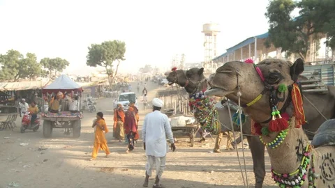 Pushkar Camel Fair Stock Footage 91574048