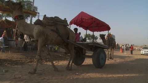 Pushkar Camel Fair Stock Footage 91574130
