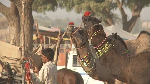 Pushkar Camel Fair Stock Footage 91574194