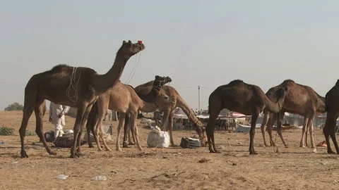 Pushkar Camel Fair Stock Footage 91614252