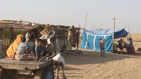 Pushkar Camel Fair Stock Footage 91614273