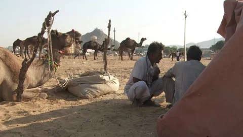 Pushkar Camel Fair Stock Footage 91614280