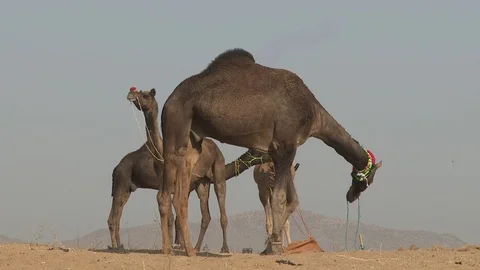 Pushkar Camel Fair Stock Footage 91614638