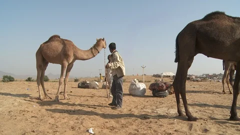 Pushkar Camel Fair Stock Footage 91614858