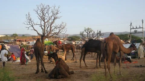 Pushkar Camel Fair Video stock 198007447