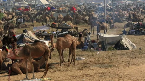 Pushkar Camel Fair is held every year in desert very near Pushkar town,india. Stock Footage 61366193