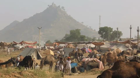 Pushkar Camel Fair is held every year in desert very near Pushkar town,india. Stock Footage 61367130