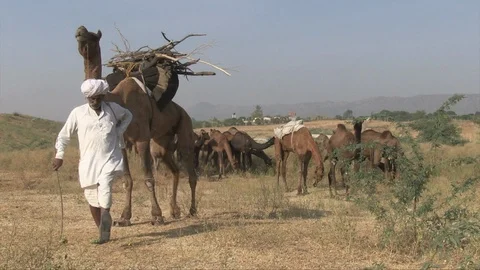 Pushkar Camel Fair at Rajasthan desert 스톡 동영상 103449887