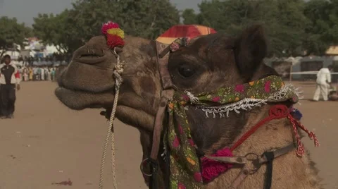 Pushkar Fair - camel Stock Footage 4918631