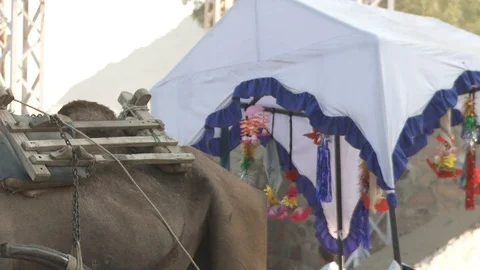 Pushkar Fair Stock Footage 91573883