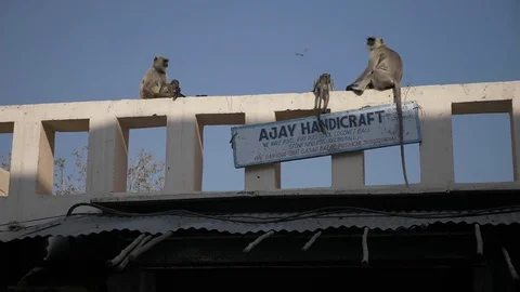 PUSHKAR, India - Grey Lagur monkeys sat above shops in Badi Basti (Main Bazaar) Video stock 87294289