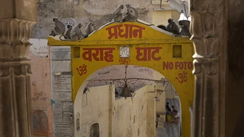 PUSHKAR, India - Grey Lagur monkeys on a Ghat archway next to the Pushkar Lake Video stock 87320668