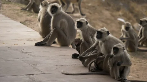 PUSHKAR, India - Grey Langur monkeys outside the hilltop Savitri Mata Temple 스톡 동영상 87383407