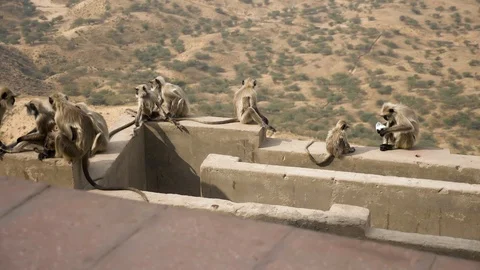 PUSHKAR, India - Grey Langur monkeys beside the hilltop Savitri Mata Temple Video stock 87383424
