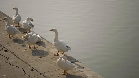 PUSHKAR, India - white geese next to the Pushkar Lake Video stock 87329022