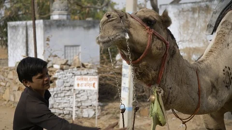 PUSHKAR, India - a young Indian boy collects his camel and walks it out of shot Video stock 87386736