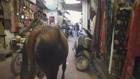 Pushkar life Stock Footage 111371493