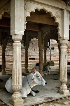 Pushkar in Rajasthan, India. Foto stock