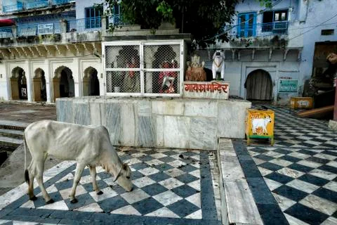 Pushkar in Rajasthan, India. Stock Photos