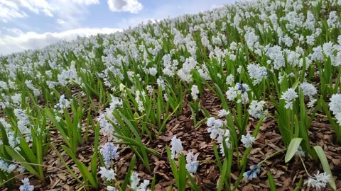 Pushkiniya - the first flowers of spring Stock Footage 188744166