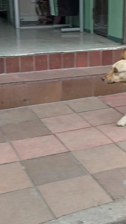 Pushy Pup Dons Fake Eyebrows, Ipiales, Narino, Colombia - 07 Mar 2024 Stock Footage 268290577