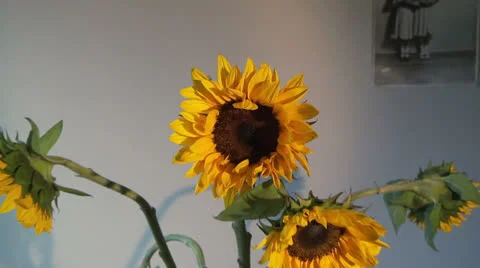 Pushy sunflowers Stock-Footage