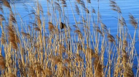 Pusiano lake Stock Footage 35937429
