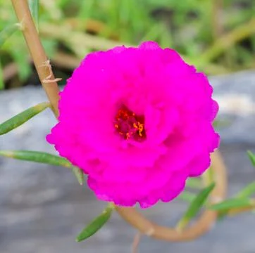 Pusley flower Stock Photos