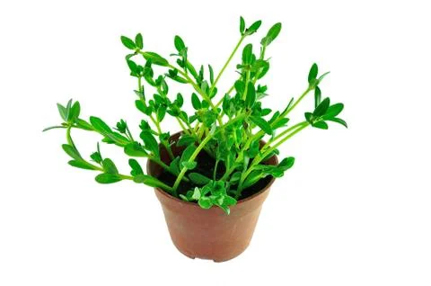 Pusley on pot Stock Photos