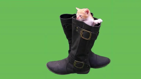 Puss In A Boots Stock Footage 37099175