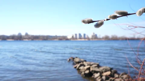 Pussy willow on the background of the river Stock Footage 48070759