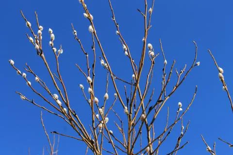 Pussy willow branches and blue background Stock Photos