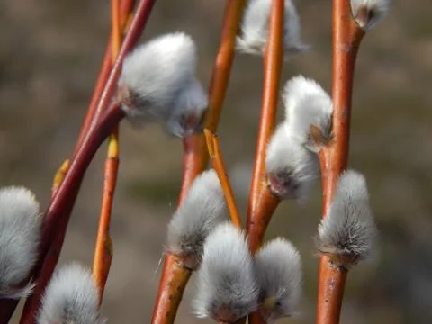 Pussy willow branches with background on the branches of trees in spring bl.. Stock Photos