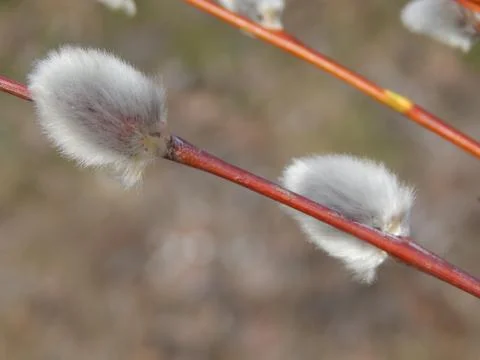 Pussy willow branches with background on the branches of trees in spring bl.. Stock Photos
