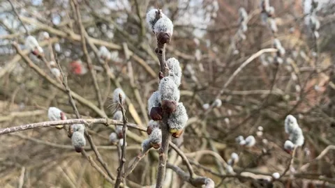 Pussy-willow branches with catkins, spring background. Stock Footage 153261102