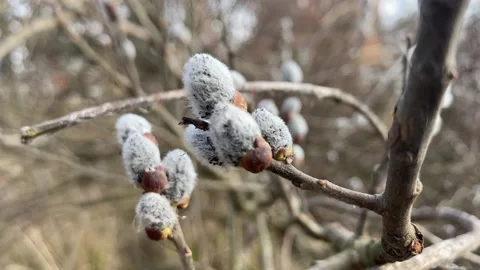 Pussy-willow branches with catkins, spring background. Stock Footage 153261117
