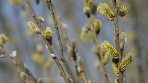 Pussy willow branches Stock Footage 74059715