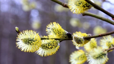 Pussy willow branches Video stock 74516088