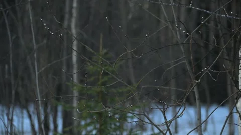Pussy willow branches. Happy easter concept outdoor. Palm Sunday. Video stock 310549184