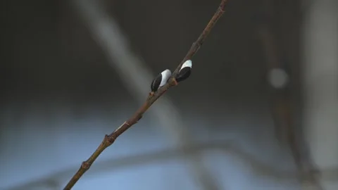 Pussy willow branches. Happy easter concept outdoor. Palm Sunday. Stock Footage 315402266