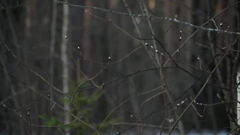 Pussy willow branches. Happy easter concept outdoor. Palm Sunday. Stock Footage 315402416