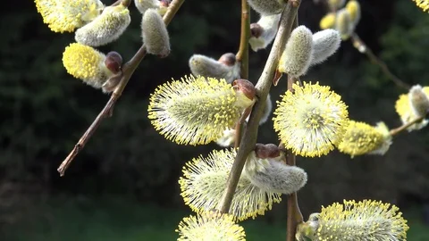 Pussy Willow buds Stock Footage 89361998