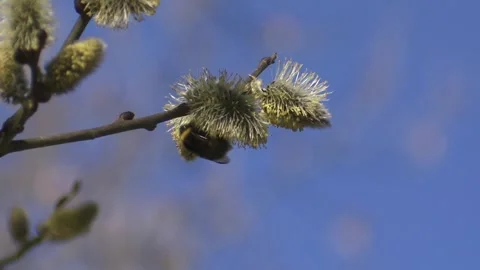 Pussy willow with bumblebee in spring Stock Footage 261871818