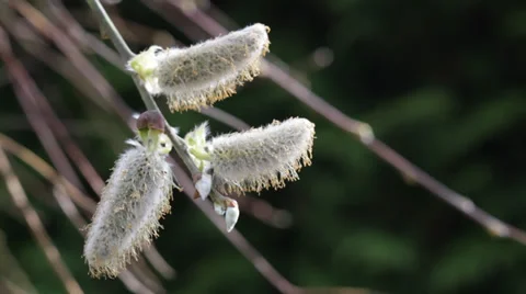 Pussy Willow close up Stock Footage 36816938