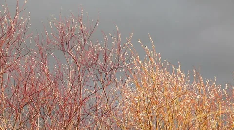 Pussy willow on dark sky background motion Video stock 48903549